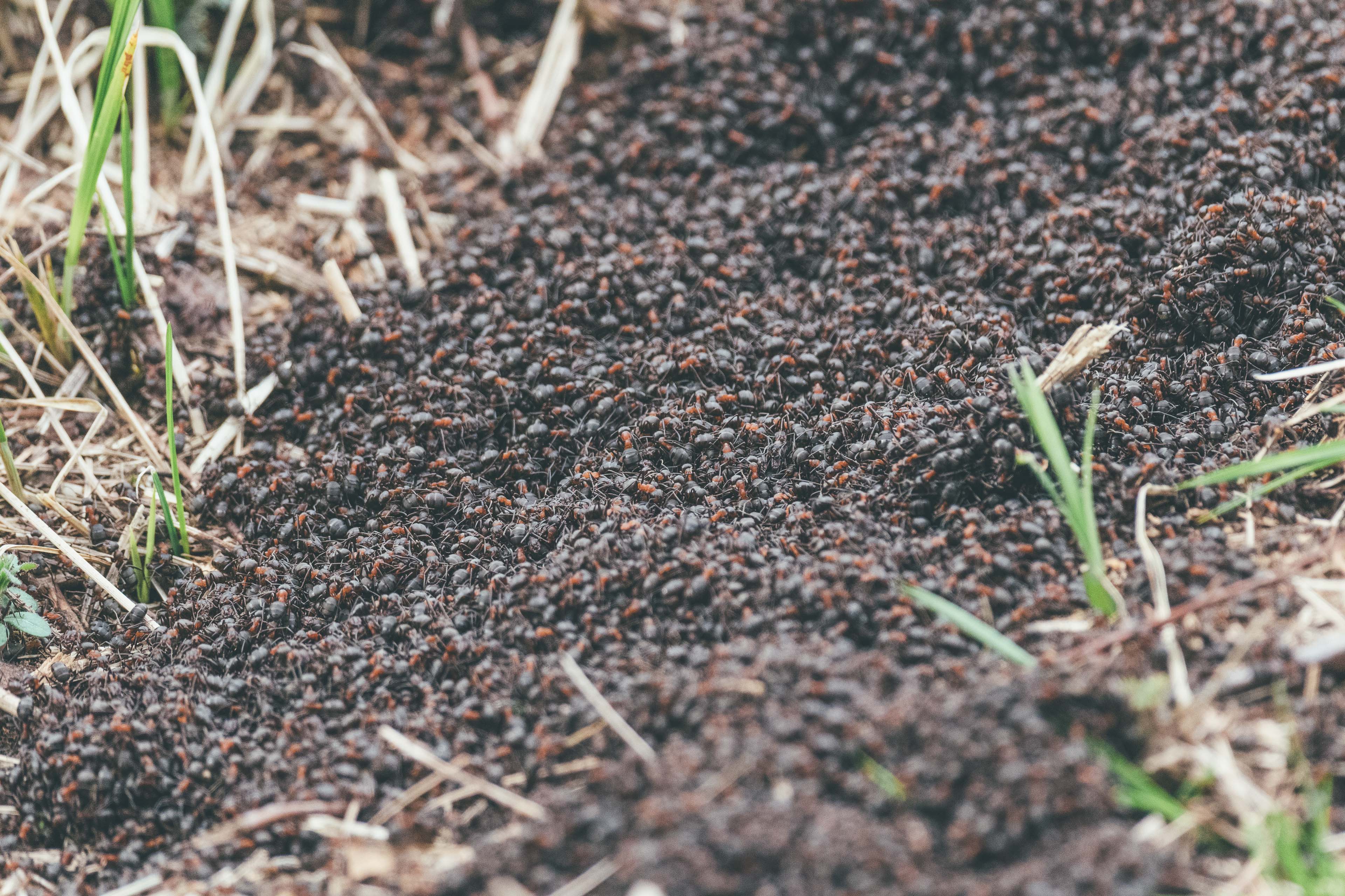 mraveniště