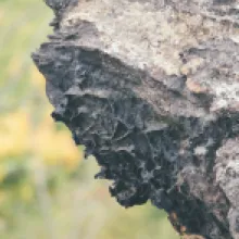 železivec 