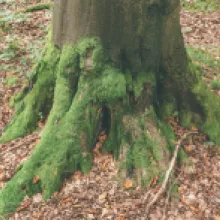 Buk lesní