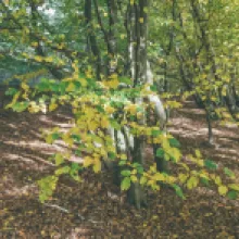 Buk lesní