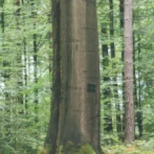 Buk lesní