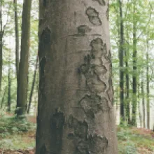 Buk lesní