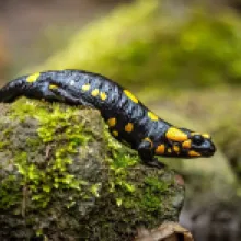 Mlok skrvnitý