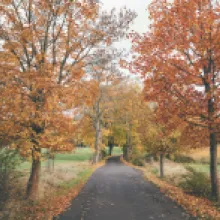 Javor klen