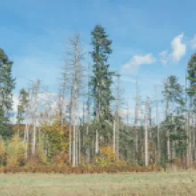Jedle bělokorá