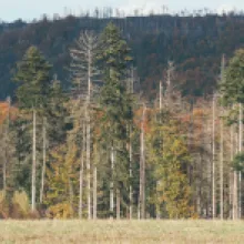 Jedle Bělokorá