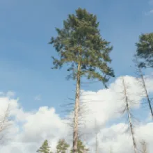 Jedle bělokorá