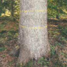 Jedle bělokorá