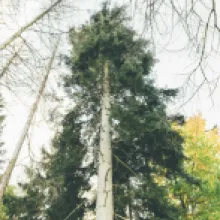 Jedle bělokorá