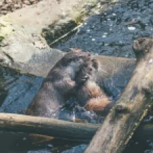 Vydra říční