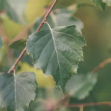 Bříza bělokorá