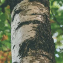 Bříza bělokorá