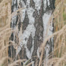 Bříza bělokorá