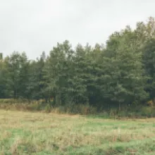 Olše lepkavá