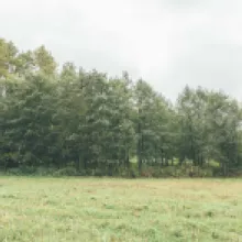 Olše lepkavá
