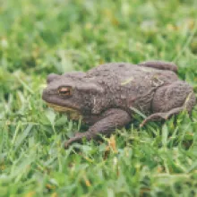 Ropucha Obecná