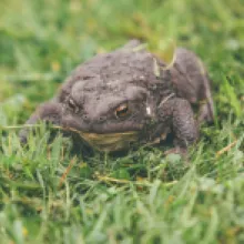 Ropucha Obecná