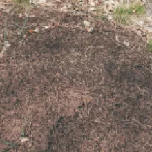 mraveniště