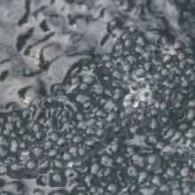 Ropucha Obecná