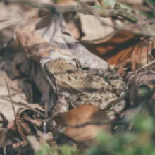 Ropucha Obecná