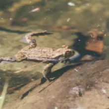 Ropucha obecná