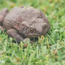 Ropucha obecná