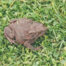 Ropucha Obecná