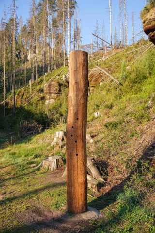 kůrovec