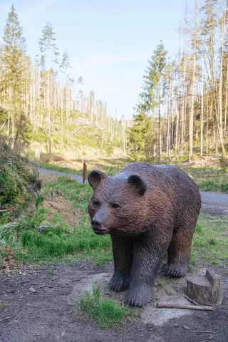 medvěd