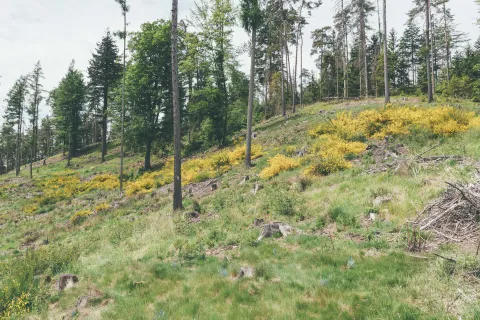 Janovec metlatý
