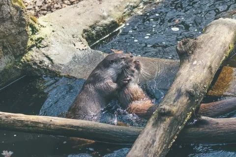 Vydra říční
