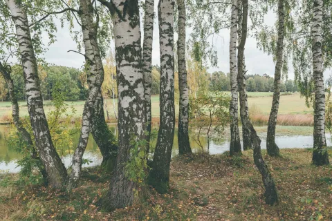 Bříza bělokorá