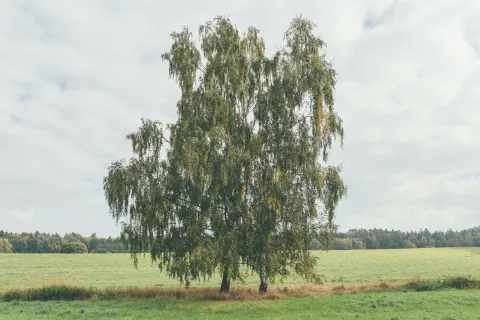 Bříza bělokorá