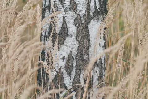 Bříza bělokorá
