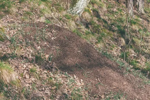 Mraveniště