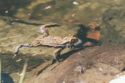Ropucha obecná