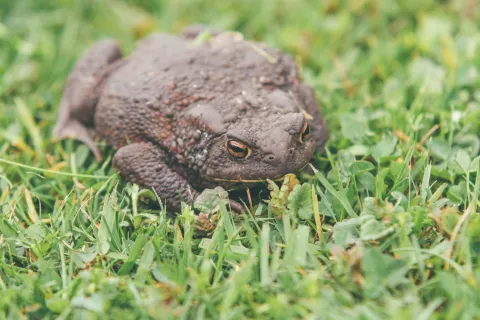 Ropucha obecná
